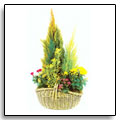 Assemblage de plantes - 60,00  - Cliquez pour commander